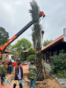 Hạ trồng chà là cổ thụ cho nhà thờ họ