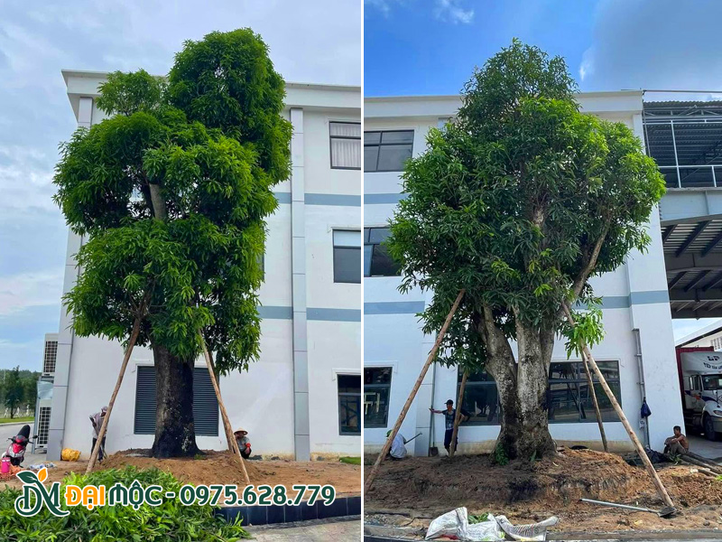 Cây xoài cổ thụ trồng lưu niệm trong khuôn viên nhà máy