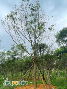 Cây đã trồng và chống cọc chắc chắn