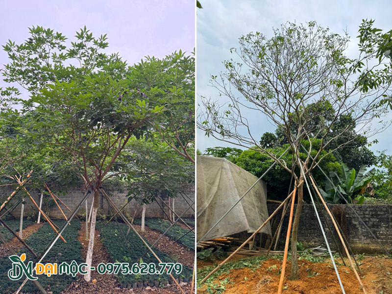 Những cây phong linh hoa tím đã được hạ trồng thành công