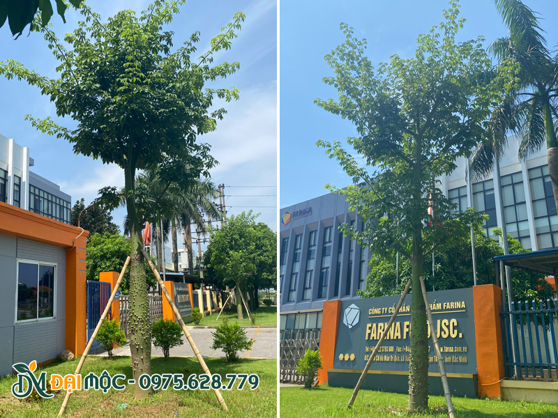 Trồng cây mỹ nhân cổ thụ cho mặt tiền nhà máy