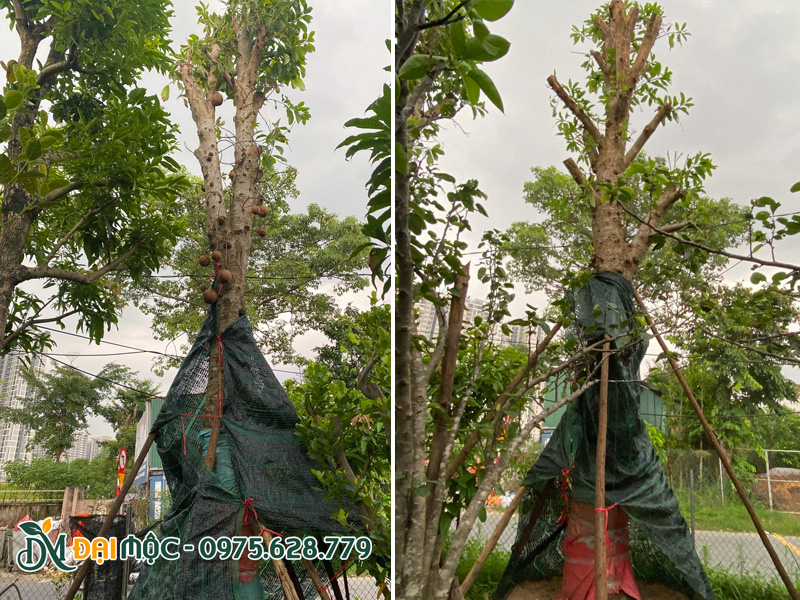 Cây đã trồng và chống cọc chắc chắn, được che lưới chắn nắng ở thân và gốc