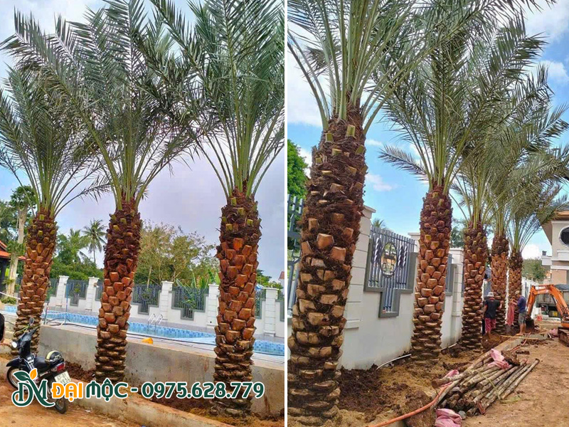 Hàng chà là lóng thân cao 2.5m mới trồng dọc lối đi vào biệt thự