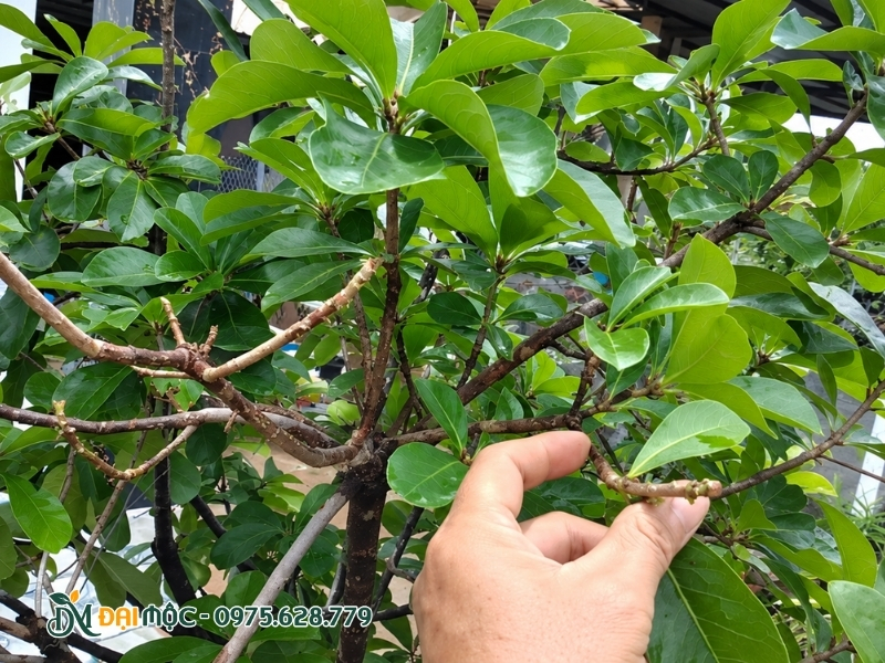 Thực hiện tuốt bớt lá trên cây lộc vừng