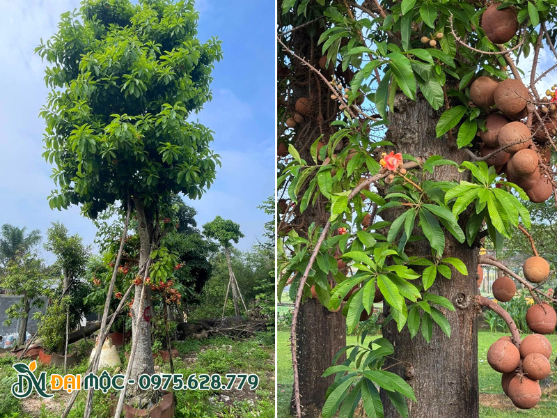 Hình ảnh cây sala cổ thụ dâm ủ hơn 2m, đường kính tán hơn 2m