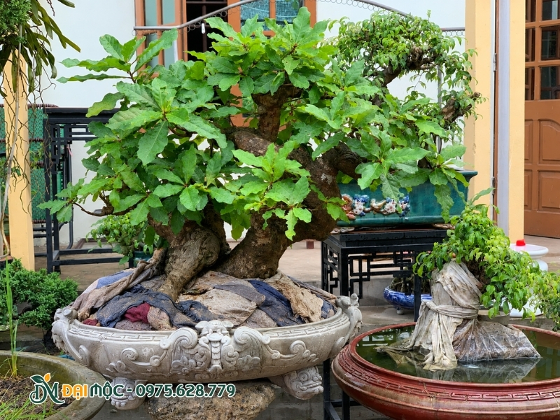 Phủ vải mềm lên rễ cây lộc vừng cổ thụ bonsai