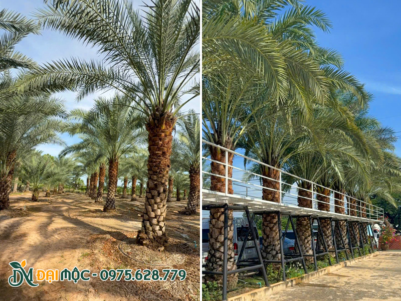 Chà là trồng thành dàng dài, sát công trình vẫn đảm bảo độ an toàn