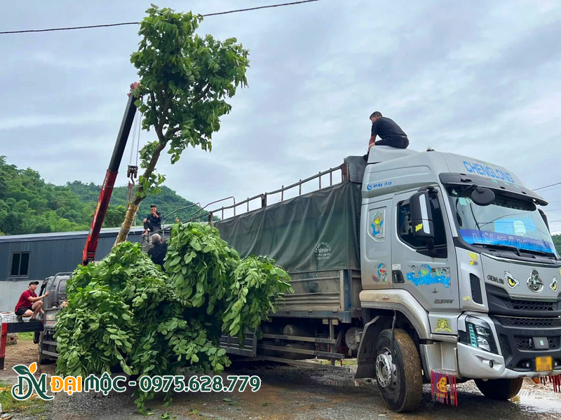 Cẩu xếp đưa cây ban tây bắc cổ thụ lên xe lớn