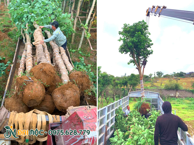 Di chuyển cây ban tây bắc cổ thụ từ vườn ủ ra xe lớn bằng xe cẩu tự hành