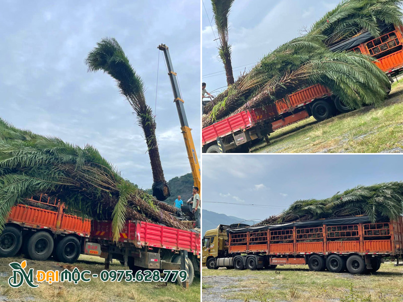 Cẩu xếp số lượng lớn cây chà là cổ thụ số lượng lớn