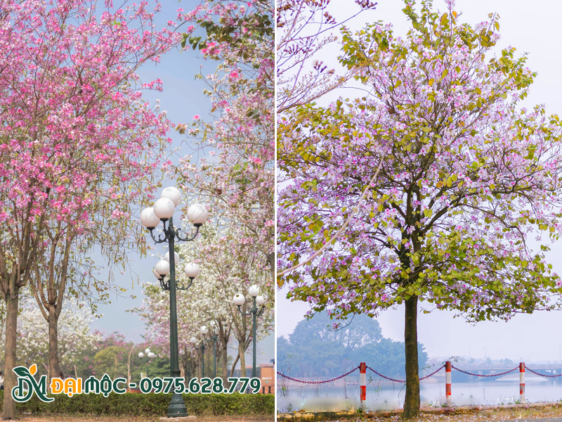 Cây hoa ban trắng Tây Bắc cổ thụ nở rộ siêu đẹp