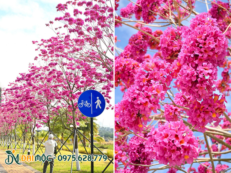 Hàng cây phong linh tím cổ thụ trồng trong khu đô thị