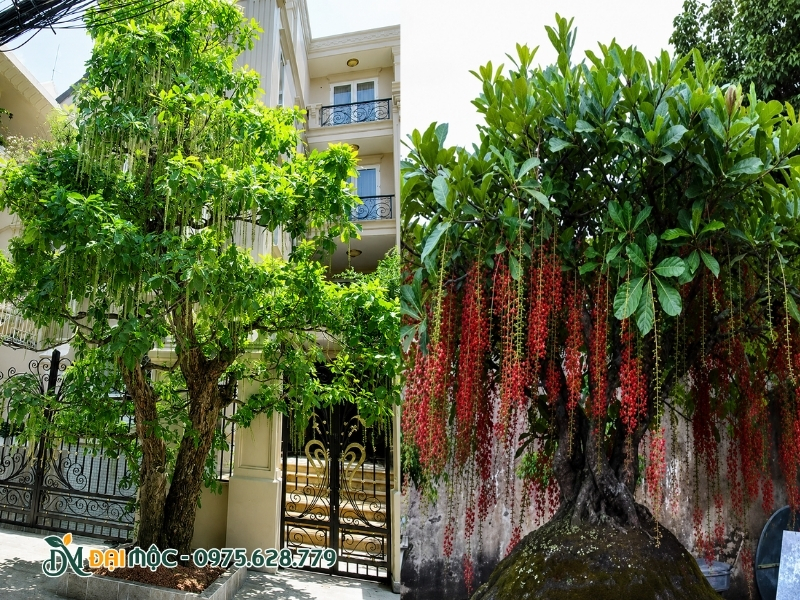 Trồng cây lộc vừng cổ thụ trong không gian nhà
