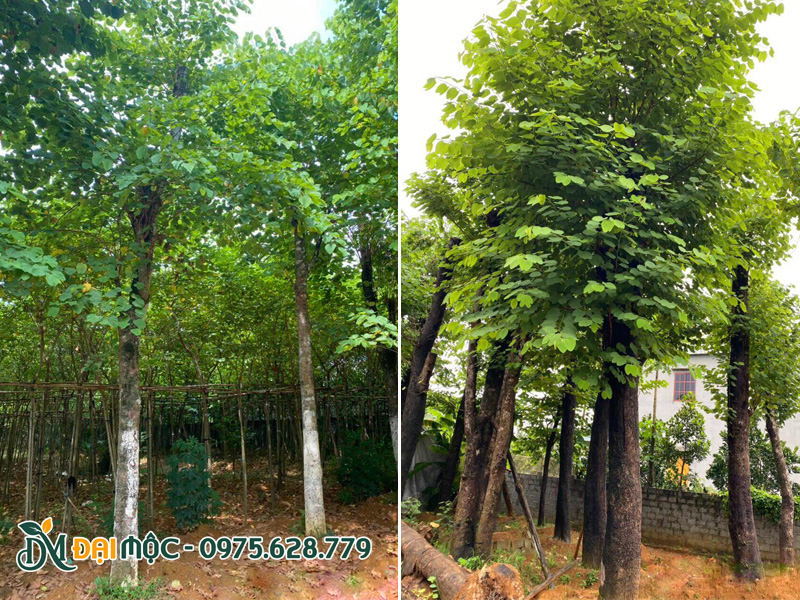 Vườn dưỡng cây ban tây bắc cổ thụ quy mô lớn, đường kính gốc 20 - 40cm