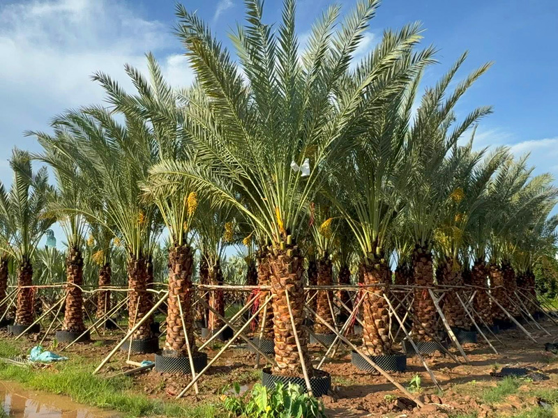 Vườn dưỡng hàng cả trăm cây chà là lóng thân cao 2m