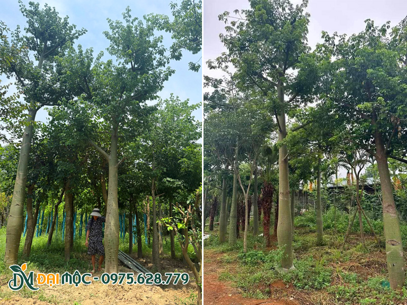 Vườn dưỡng ủ cây mỹ nhân cổ thụ số lượng lớn