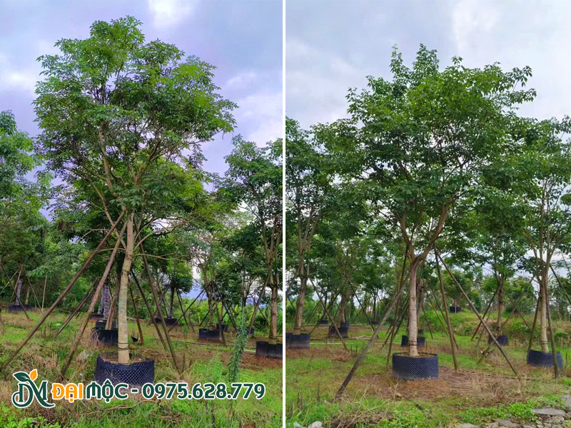 Vườn dưỡng ủ cây phong linh tím cổ thụ trong bầu nổi