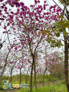 Phong Linh Tím Cổ Thụ