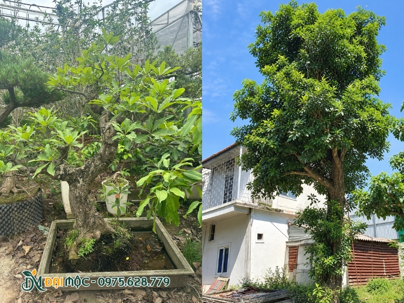 Ngừng tưới nước cho gốc lộc vừng cổ thụ