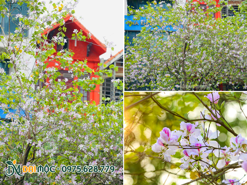 Cây hoa ban tây bắc cổ thụ trồng trước nhà