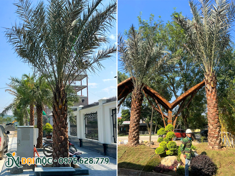Chà trà trồng trước nhà, khuôn viên sân vườn giúp trấn trạch