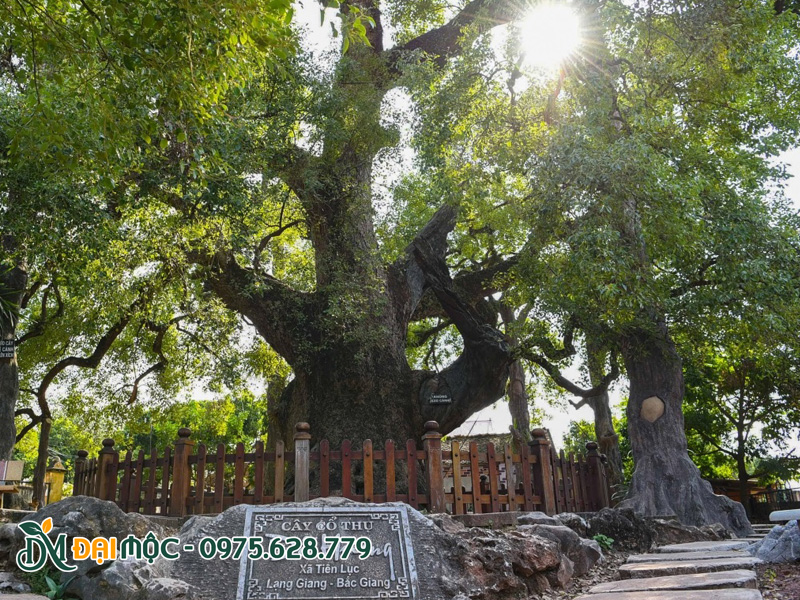 Cây đại thụ trấn trạch được xếp vào cây di sản
