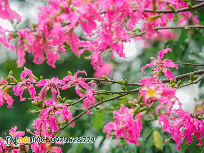 Cành hoa mỹ nhân màu hồng rực rỡ