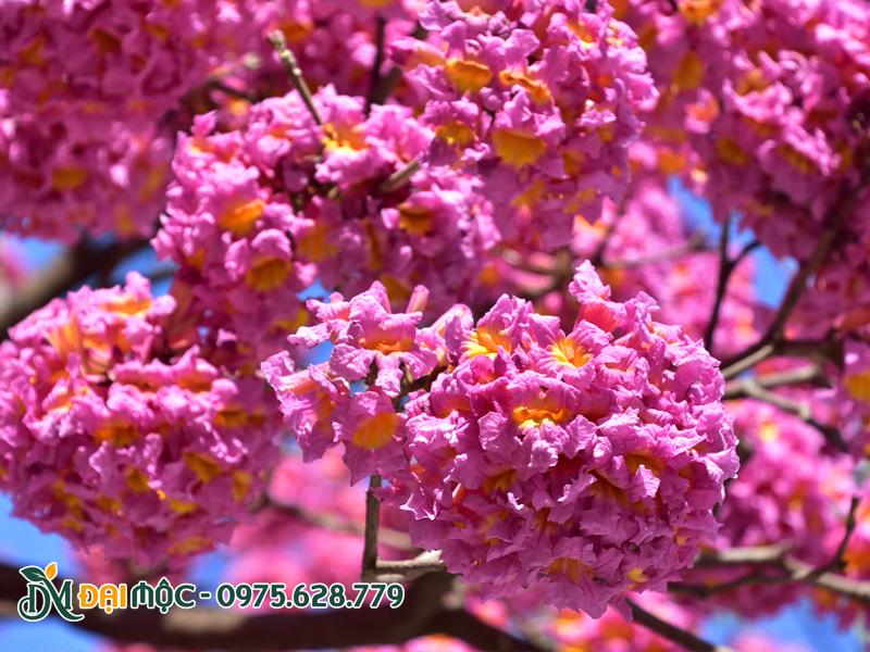 Cây phong linh tím cổ thụ rực rỡ hoa