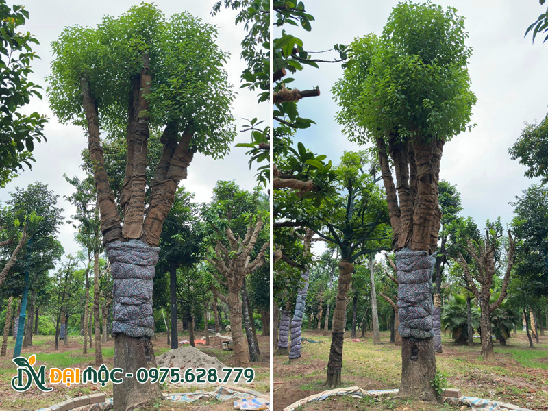 Gốc cây long não cổ thụ siêu lớn, đường kính gốc 45 - 50cm