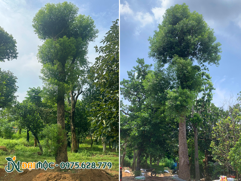 Hình ảnh cây long não cổ thụ cao 6 - 7m