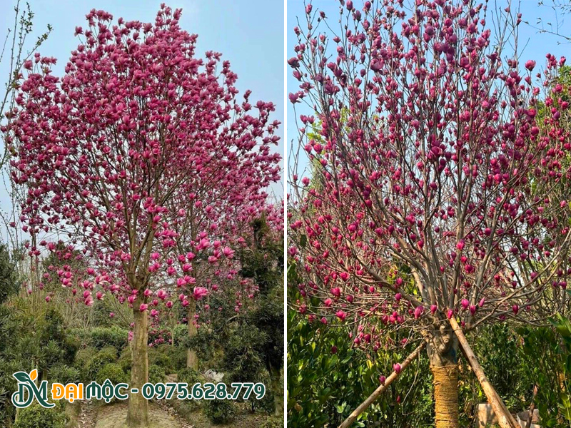 Cây mộc lan cổ thụ siêu hoa
