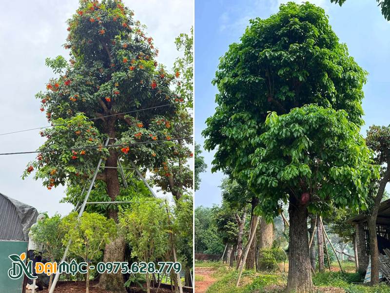 Hình ảnh cây sang cổ thụ hoa đỏ đường kính gốc 60 - 70cm