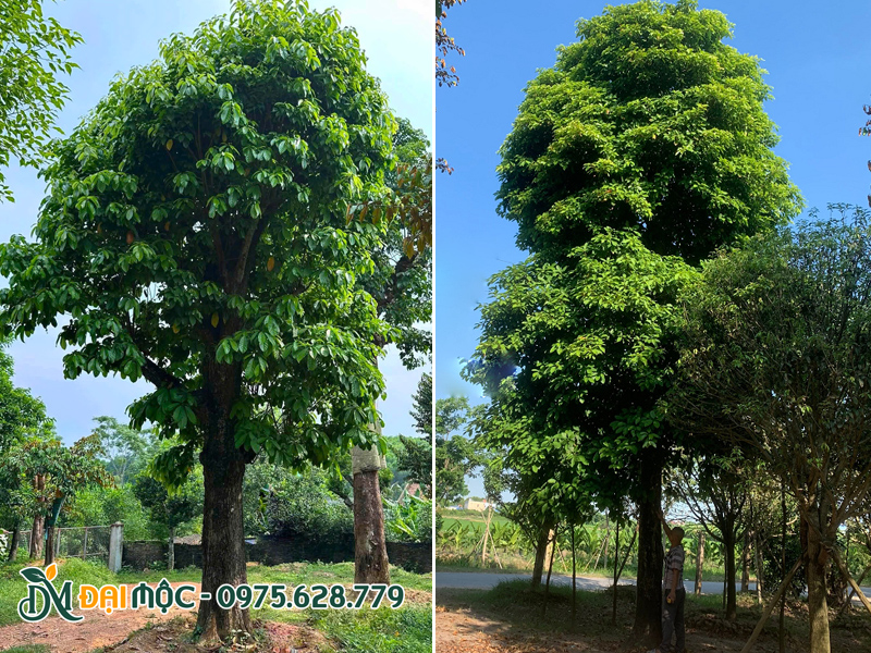 Cây sang đại thụ cao cả chục mét, đường kính tán 5 - 6m