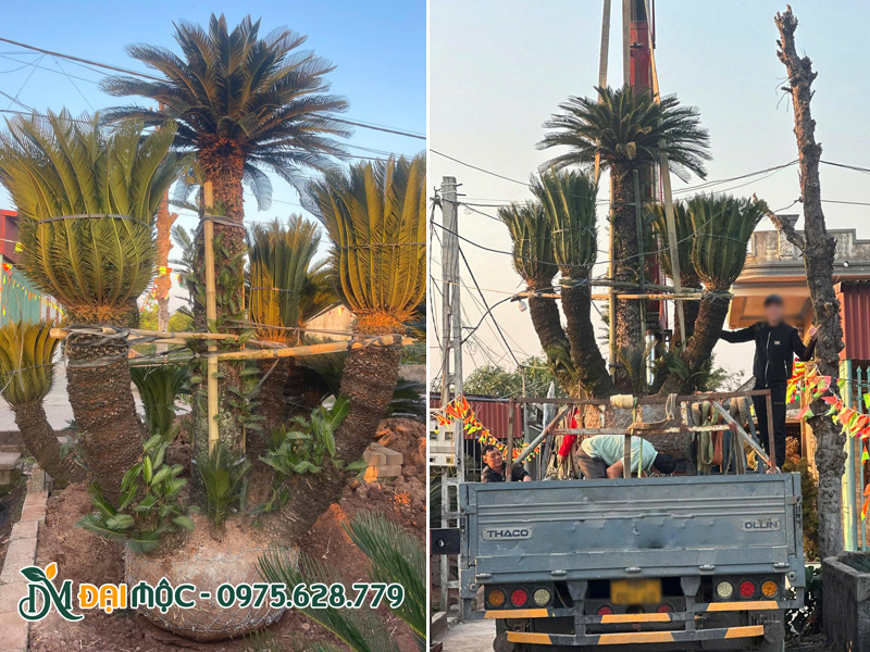 Cây vạn tuế cổ thụ đa thân chiều cao 3m