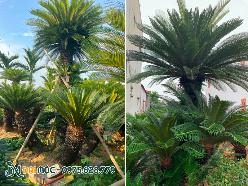 Vườn dưỡng ủ số lượng lớn cây vạn tuế cổ thụ nóng thân cao 1 - 1.5m