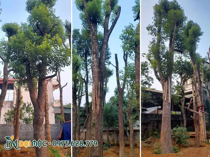 Những gốc cây long não cổ thụ lớn đã dưỡng ủ 4 - 5 tháng