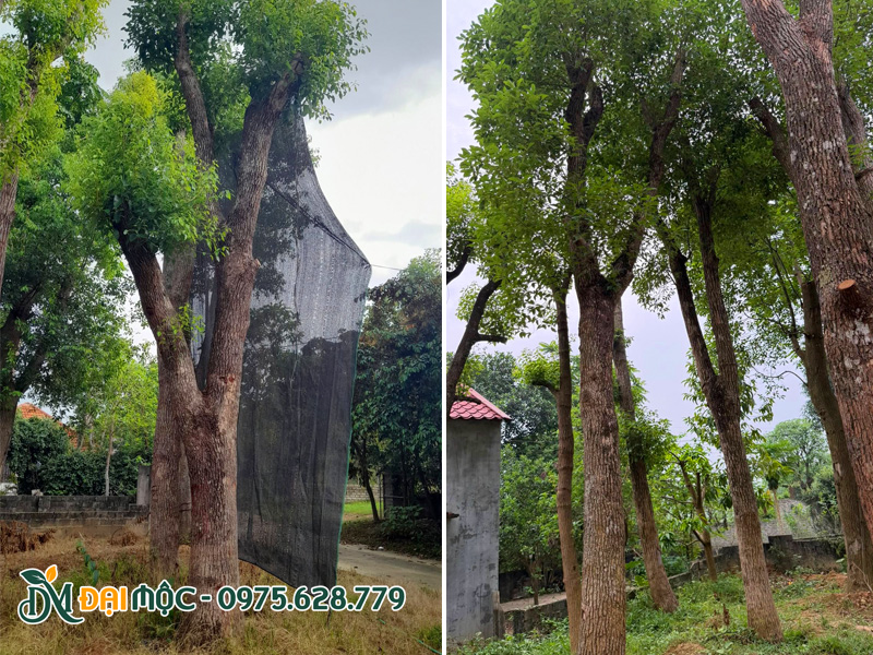 Long não đã dưỡng ủ, khả năng phục hồi nhanh, đảm bảo tỷ lệ sống 100%