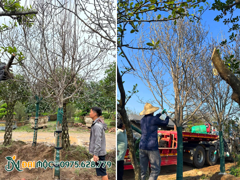 Chọn mua cây mộc lan cổ thụ giá tốt