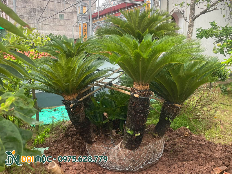 Cây vạn tuế cổ thụ được bọc bầu bằng lưới thép B40 chắc chắn