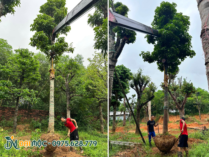 Cần cẩu đang bứng cây sang cổ thụ đã dưỡng ủ tại vườn ở Hưng Yên