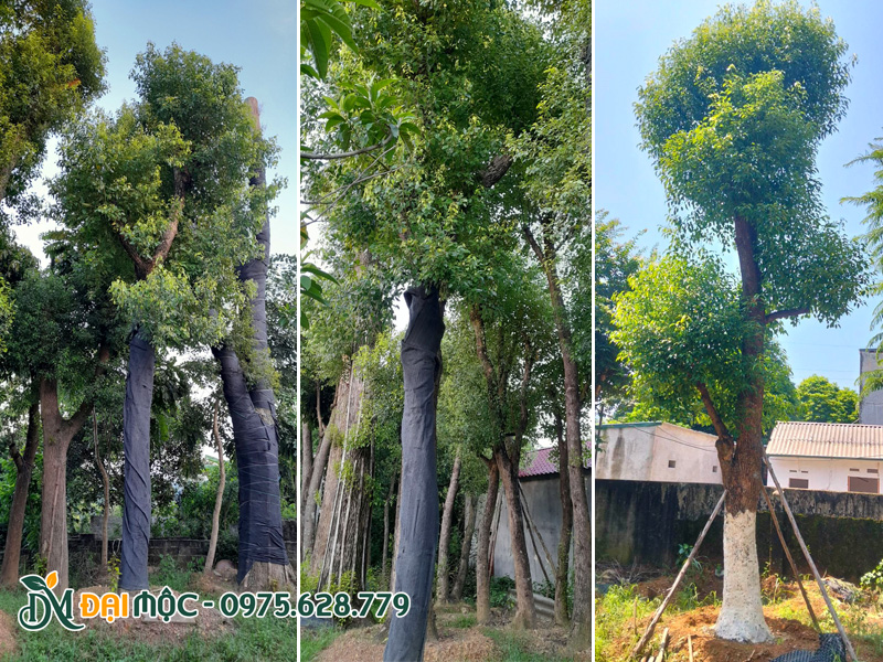 Quấn thân giữ ẩm cho cây long não mới trồng