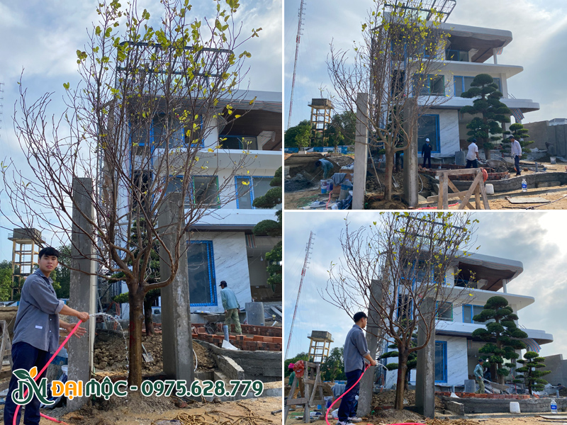 Tưới nước và kích rễ cho cây mộc lan cổ thụ trồng biệt thự