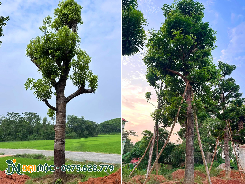 Gốc cây sang cổ thụ đường kính lớn, chiều cao hơn 7m tại vườn ở Thái Bình