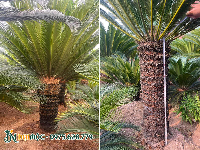 Cây vạn tuế 10 năm tuổi chiều cao 2 - 2.5m