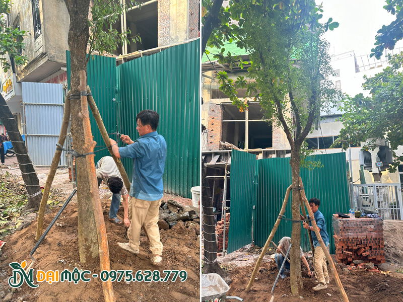 Công nhân của Đại Mộc đang tiến hàng hạ trồng cây long não