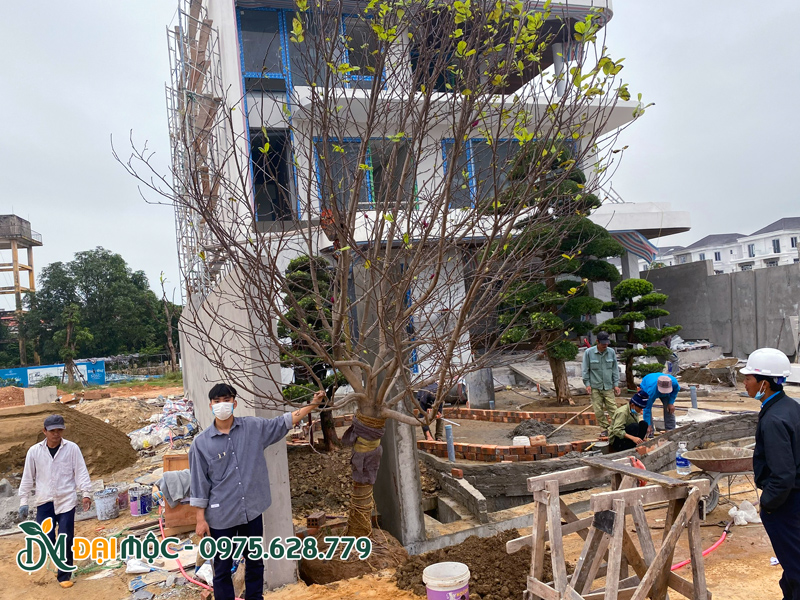 Cây mộc lan cổ thụ được đưa vào hố trồng sau đó tiến hành lấp đất