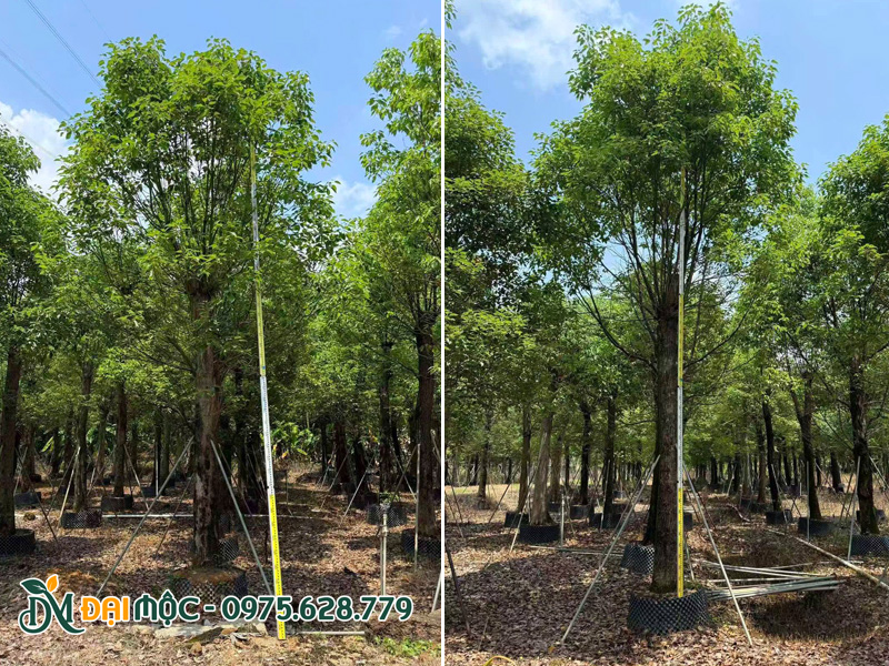 Long não Trung Quốc, thân thẳng tắp, thoát cao hơn 3m