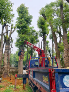 Bãi dưỡng ủ những gốc cây long não dã hương đại thụ đường kính gốc khủng