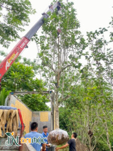 Cẩu cây mộc lan cổ thụ cao 4m lên xe