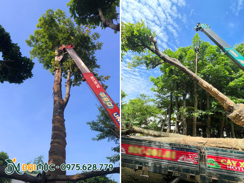 Sử dụng xe cẩu tự hành 15 tấn để đưa cây lên thùng xe